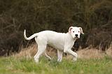 DOGUE ARGENTIN 098